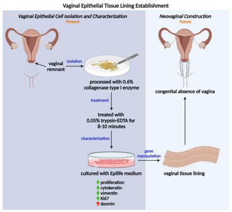 vaginal cell permeability testing|Tissue.